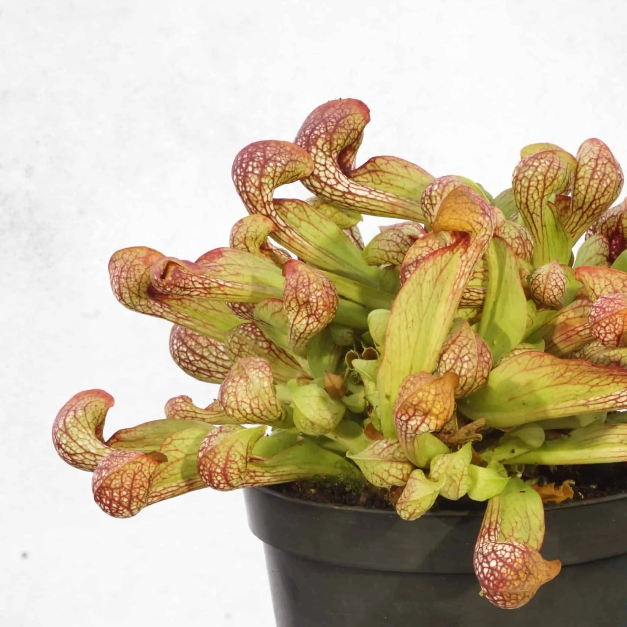 Sarracenia psittacina var. okefenokeensis # 13/3, Liberty Coﾠ 大森食虫植物農園