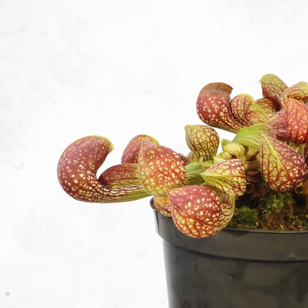 Sarracenia psittacina var. okefenokeensis, seedgrown plants from Lee’s Botanical Garden, 12cm 大森食虫植物農園