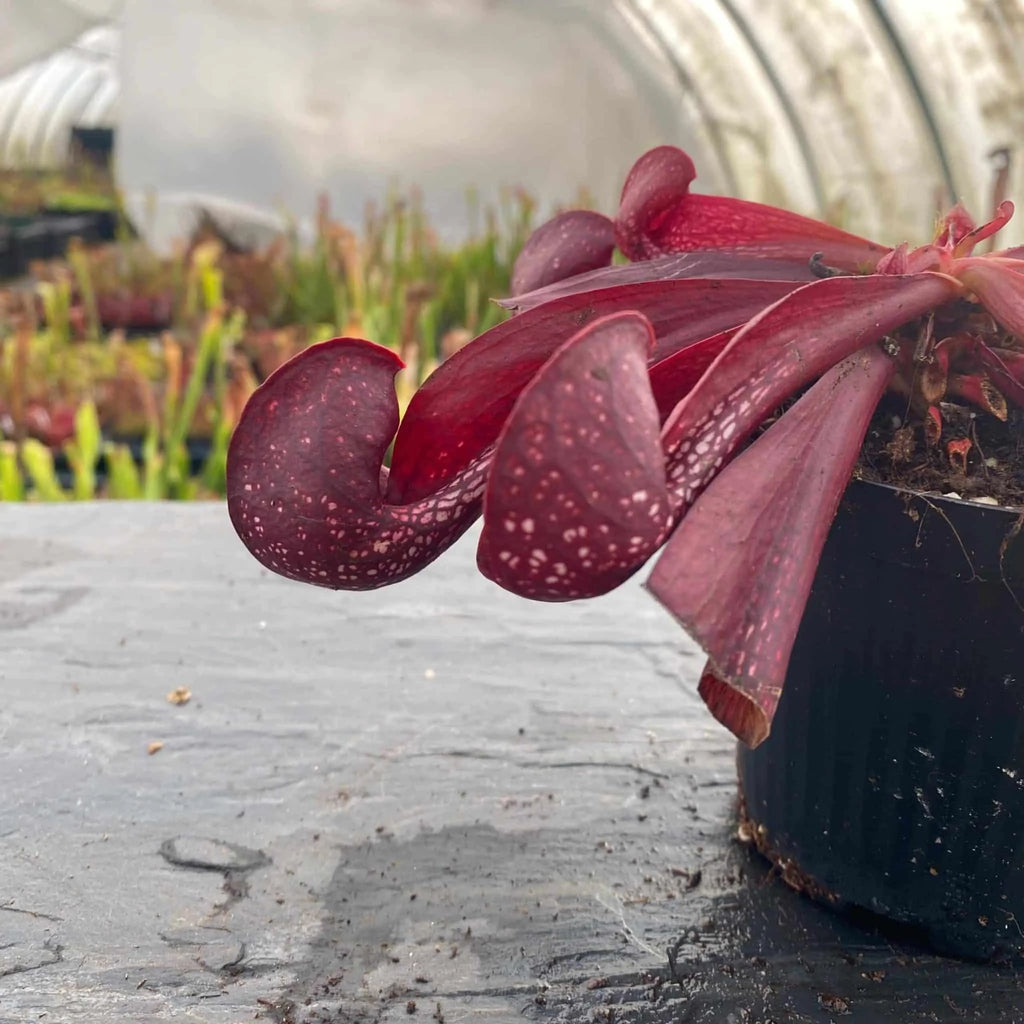 Sarracenia psittacina var. okefenokeensis, Liberty Co #13/1 own selectionﾠ 大森食虫植物農園