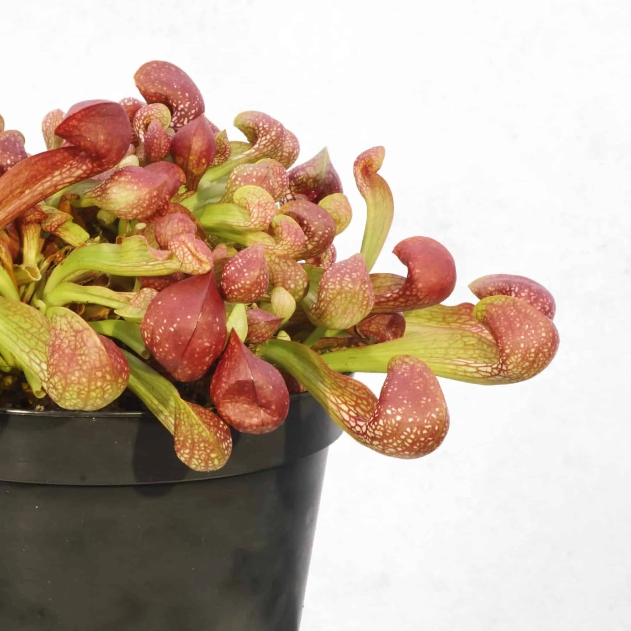 Sarracenia psittacina var. okefenokeensis, Yellow River, Santa Rosa Co. 大森食虫植物農園