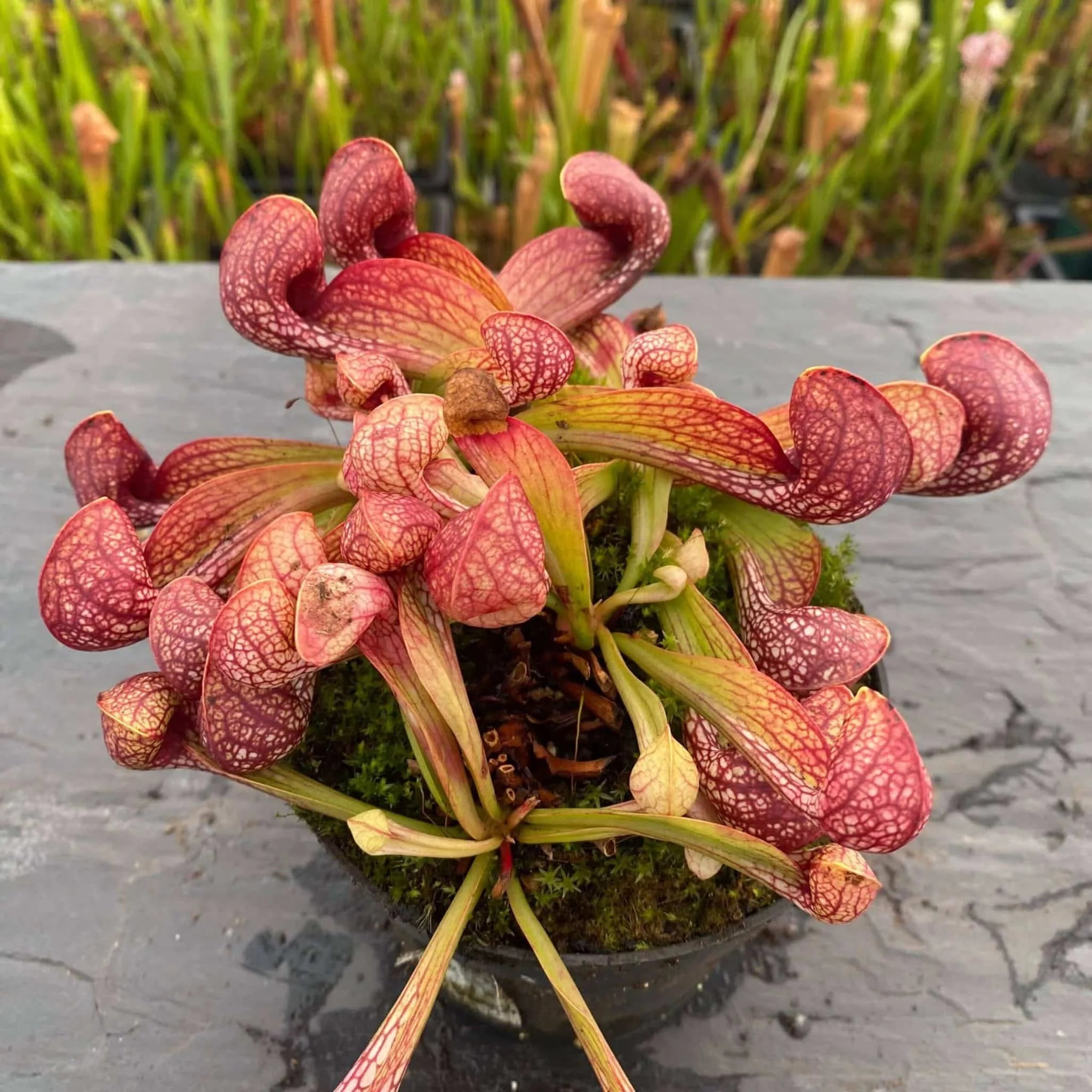 Sarracenia psittacina var. okefenokeensis, Lee’s Botancial Garden #2 大森食虫植物農園