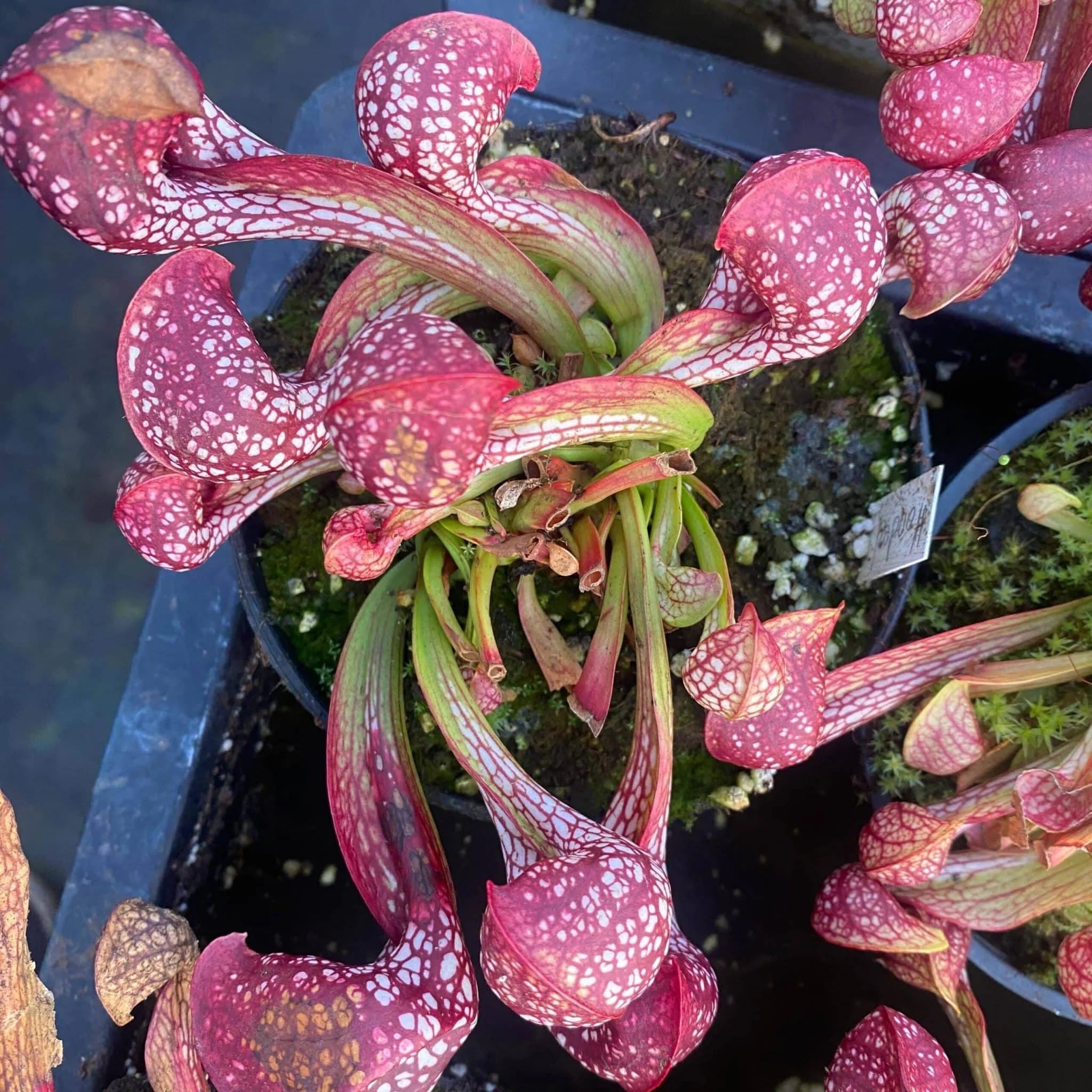 Sarracenia psittacina var. okefenokeensis „Big Globose Traps“, ex Dr. Koenig 大森食虫植物農園