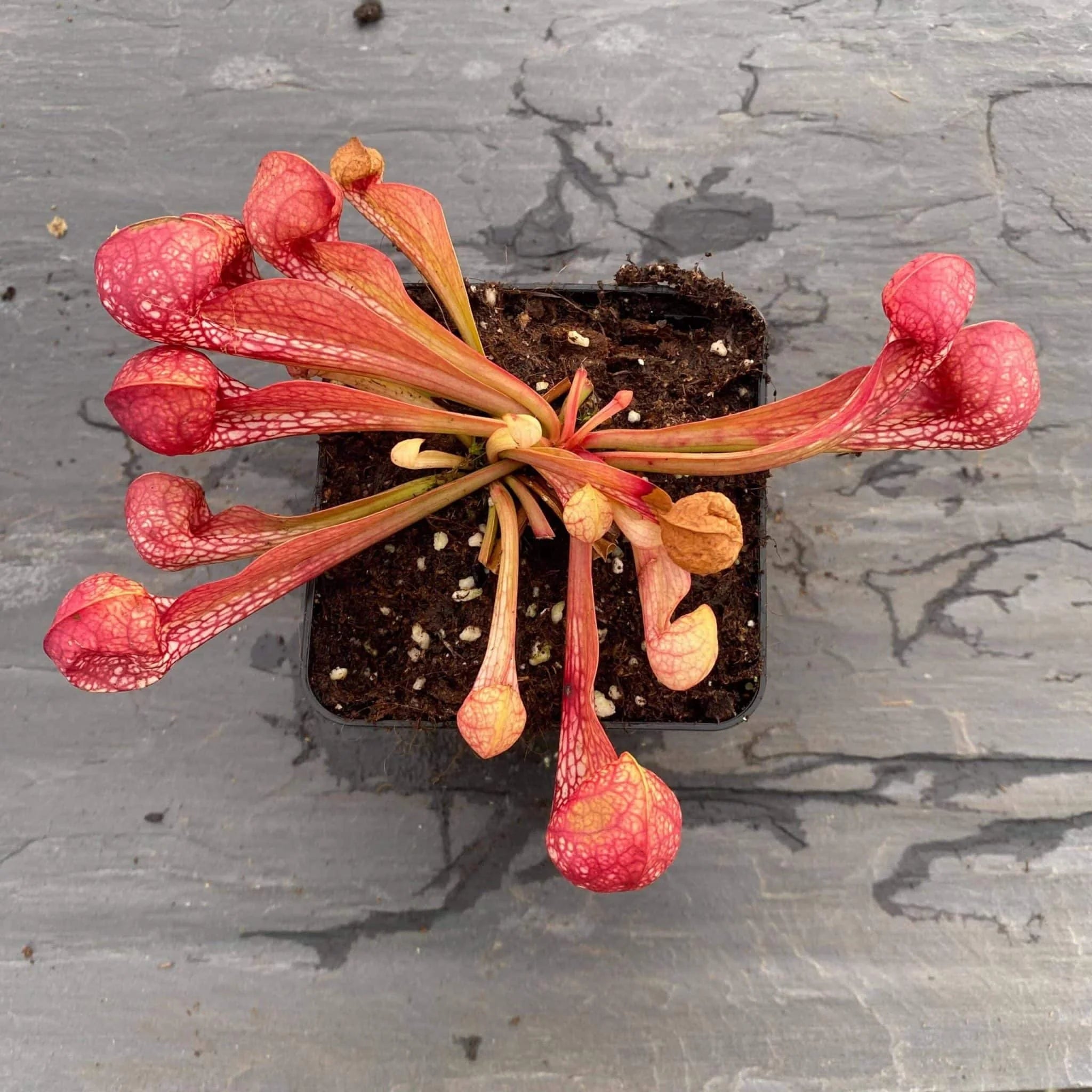 Sarracenia psittacina var. okefenokeensis, Lee’s Botanical Garden #3 大森食虫植物農園