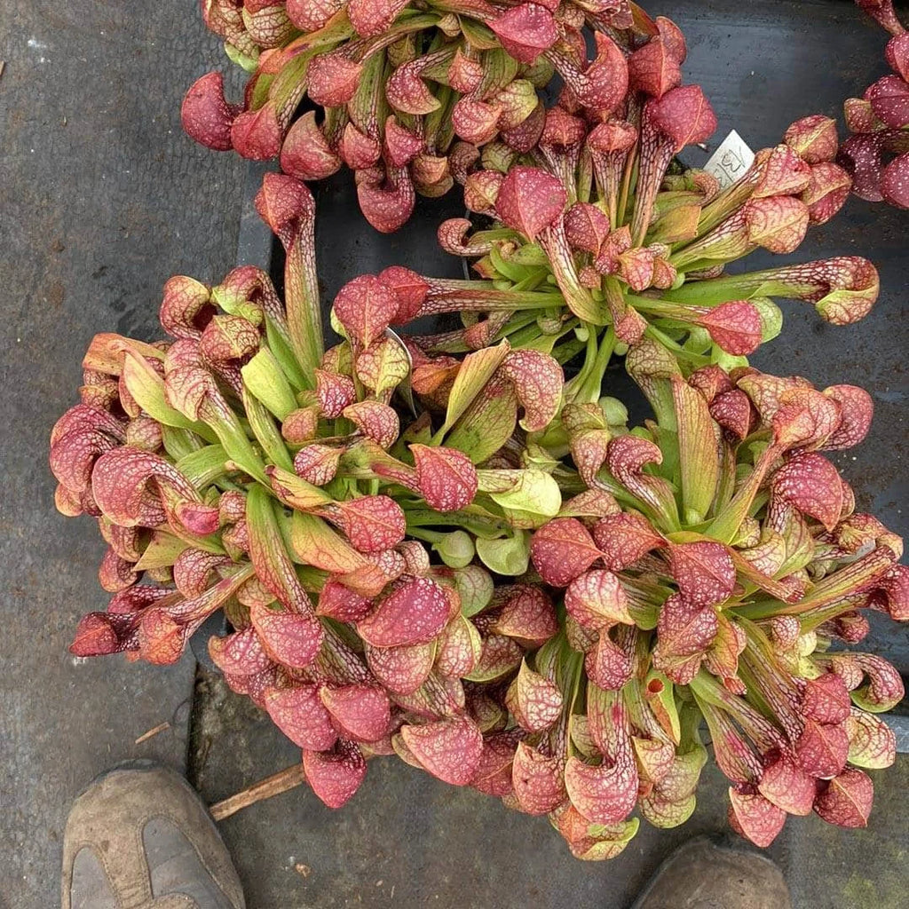 Sarracenia psittacina var. okefenokeensis # 13/3, Liberty Coﾠ 大森食虫植物農園