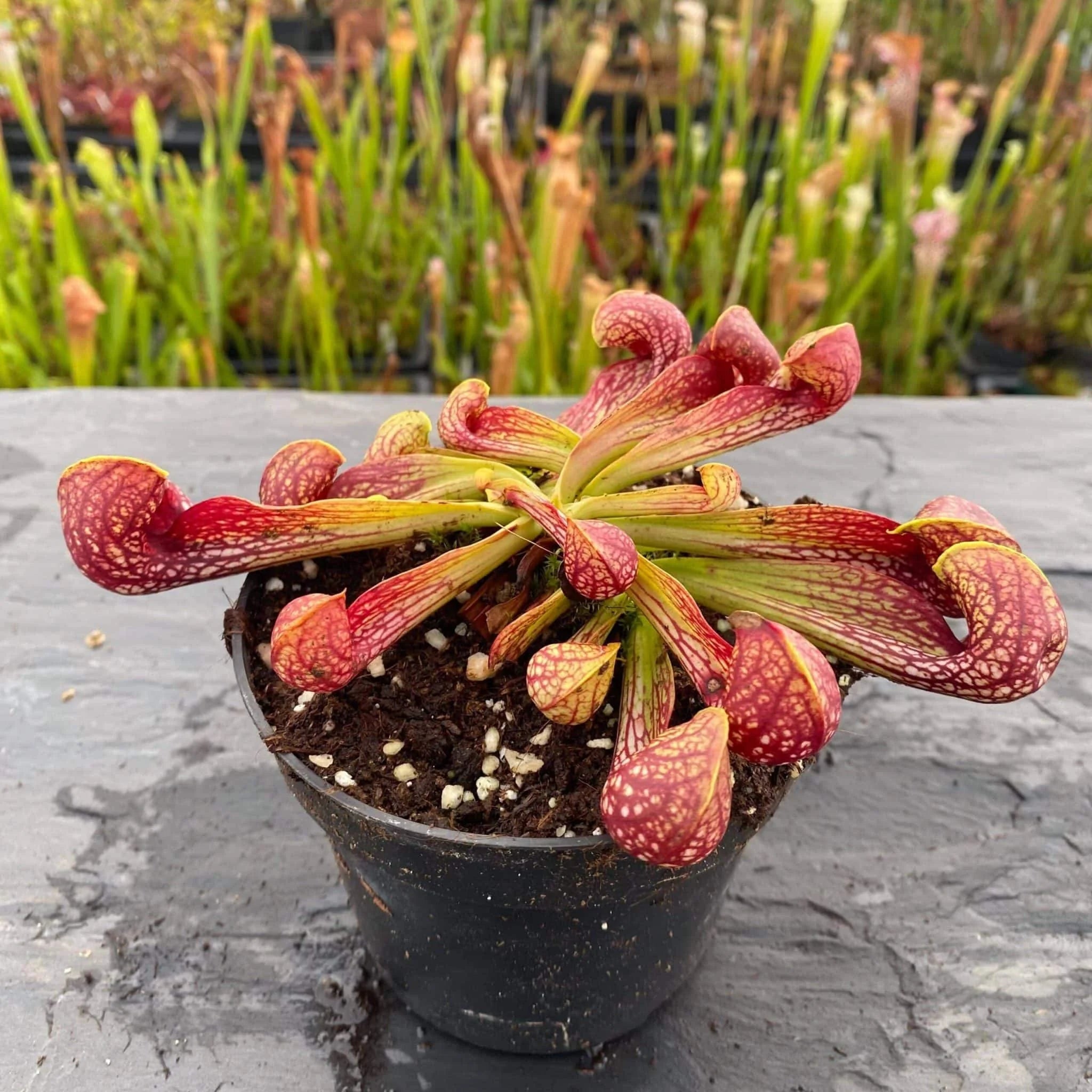 Sarracenia psittacina var. okefenokeensis, seedgrown plants from Lee’s Botanical Garden, 12cm 大森食虫植物農園