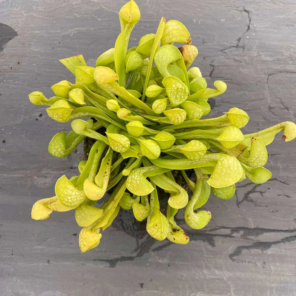 Sarracenia psittacina var. okefenokeensis f. viridescens, Sandy Creek Road 大森食虫植物農園