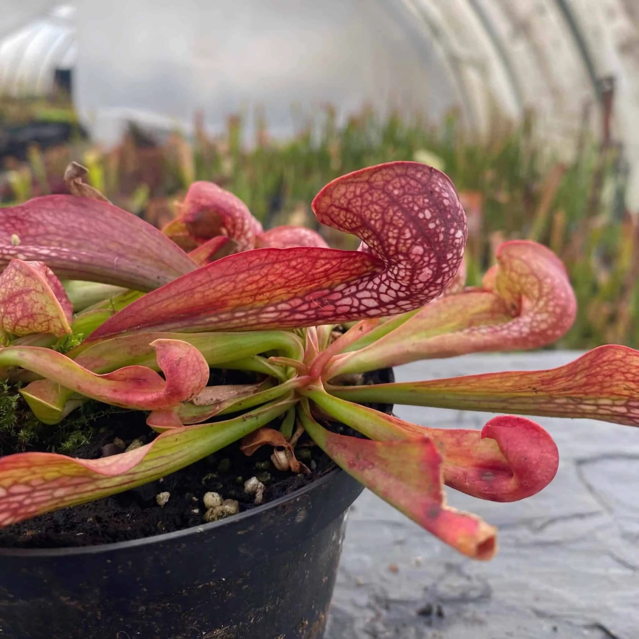 Sarracenia psittacina var. okefenokeensis „Red/White Massive Heads #15“, Citronelle, Alabama 大森食虫植物農園