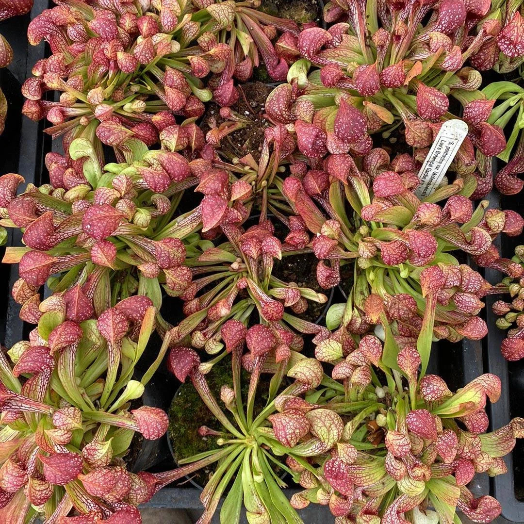 Sarracenia psittacina var. okefenokeensis, Lee’s Botancial Garden #2 大森食虫植物農園