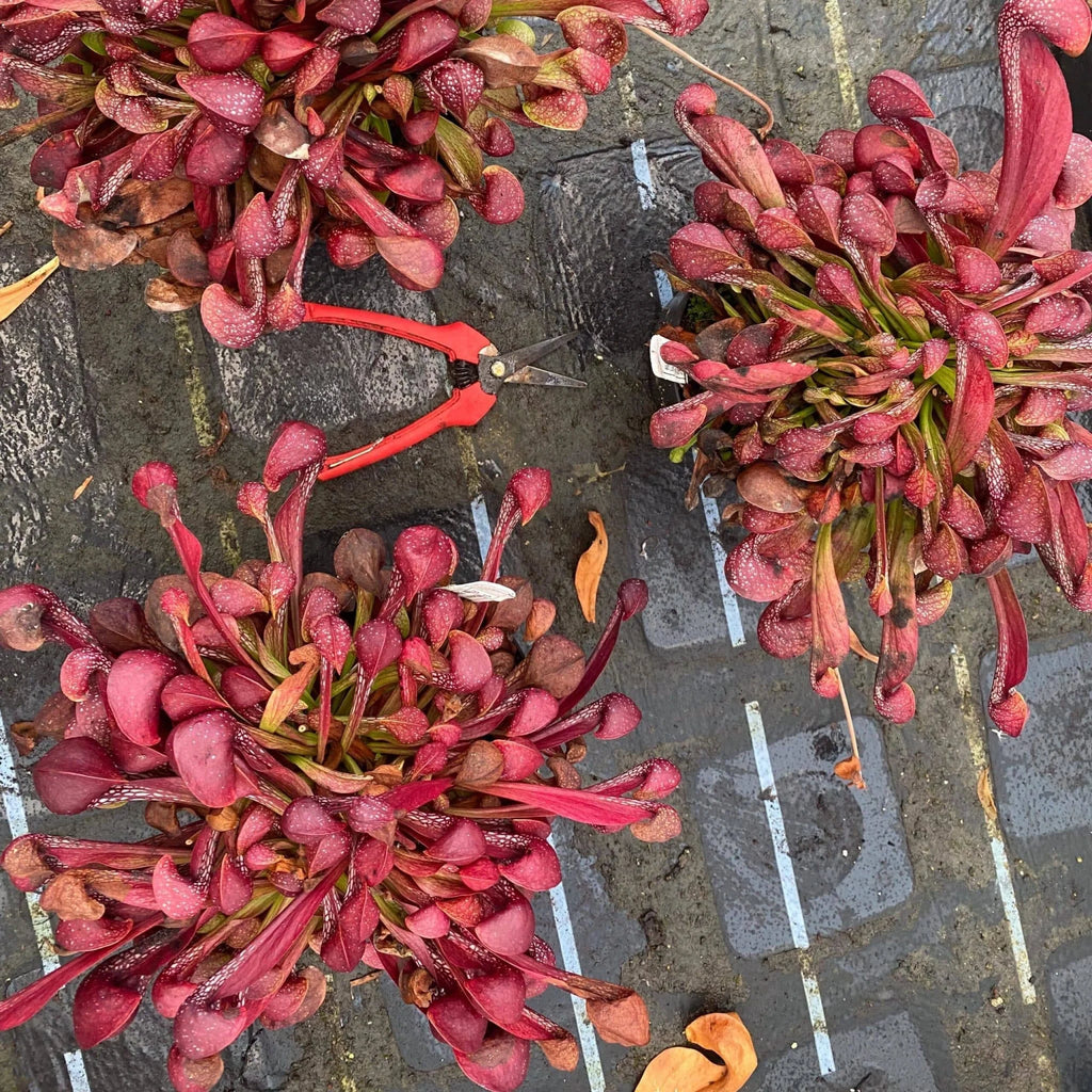 Sarracenia psittacina var. okefenokeensis, Liberty Co #13/1 own selectionﾠ 大森食虫植物農園