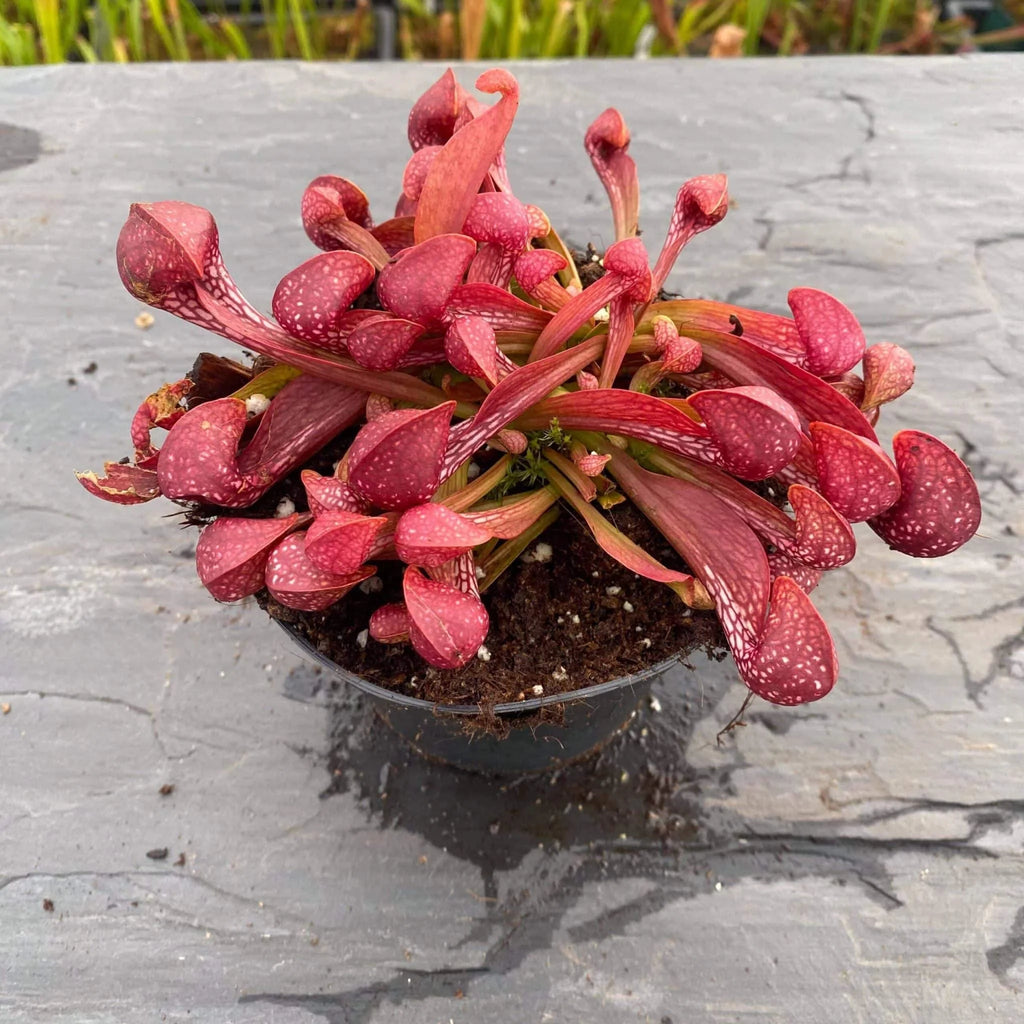 Sarracenia psittacina var. okefenokeensis, Yellow River, Santa Rosa Co. 大森食虫植物農園