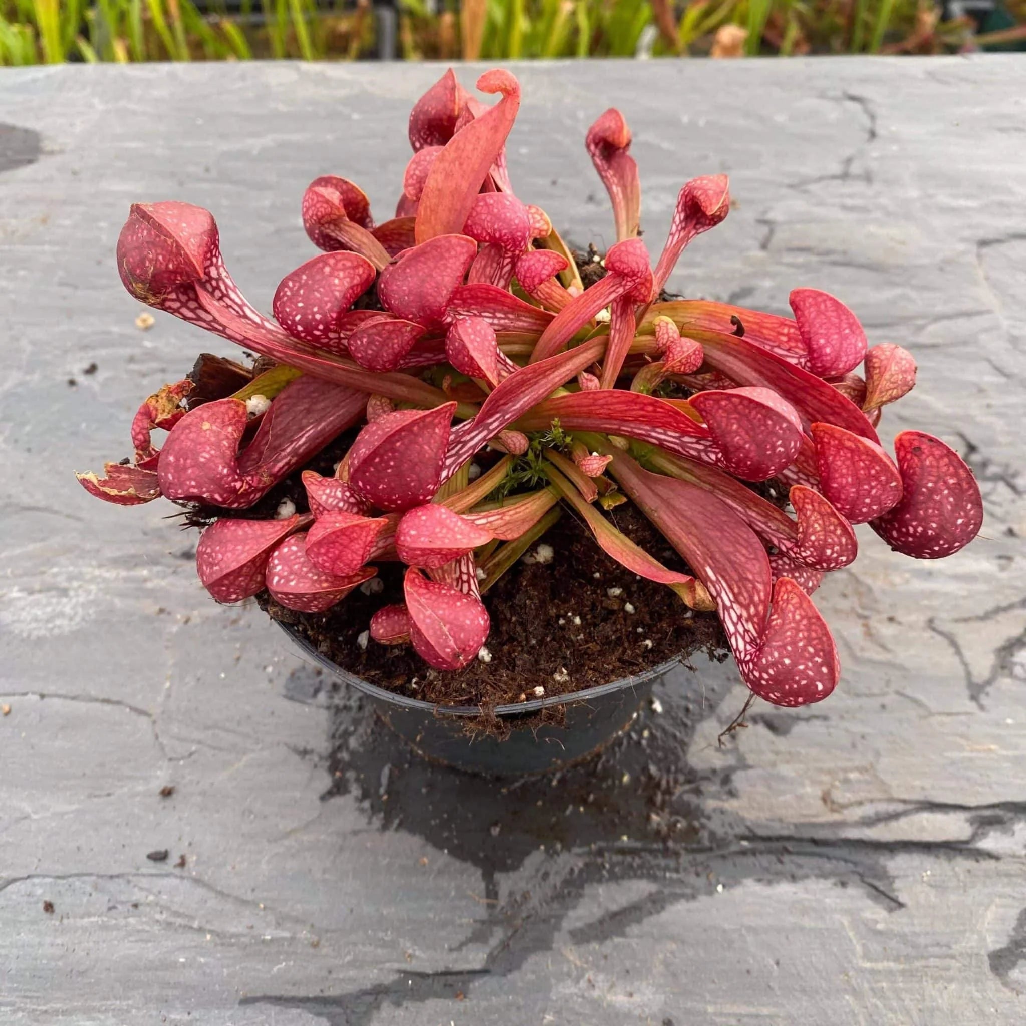 Sarracenia psittacina var. okefenokeensis, Yellow River, Santa Rosa Co. 大森食虫植物農園
