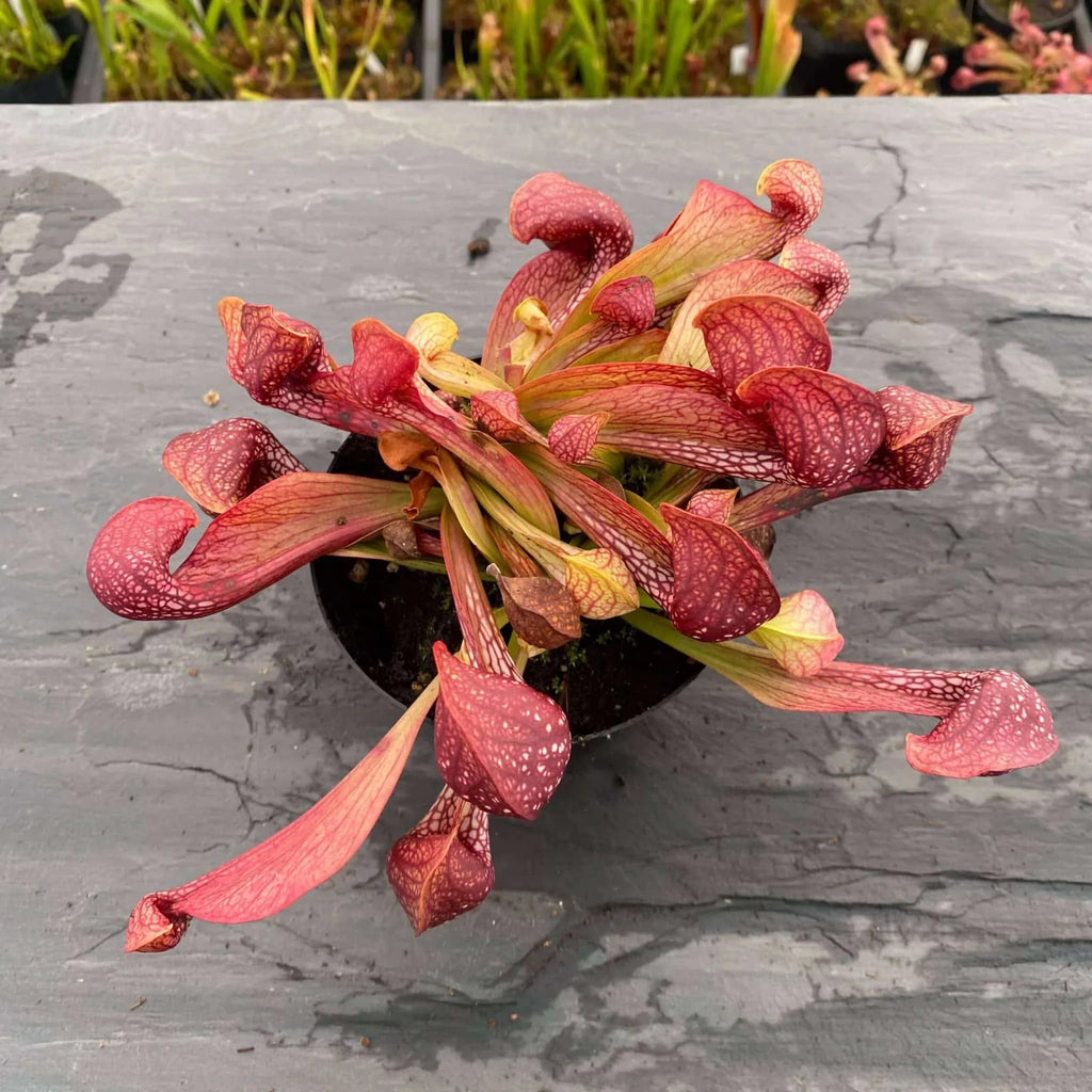 Sarracenia psittacina var. okefenokeensis, Lee’s Botanical Garden #1 大森食虫植物農園