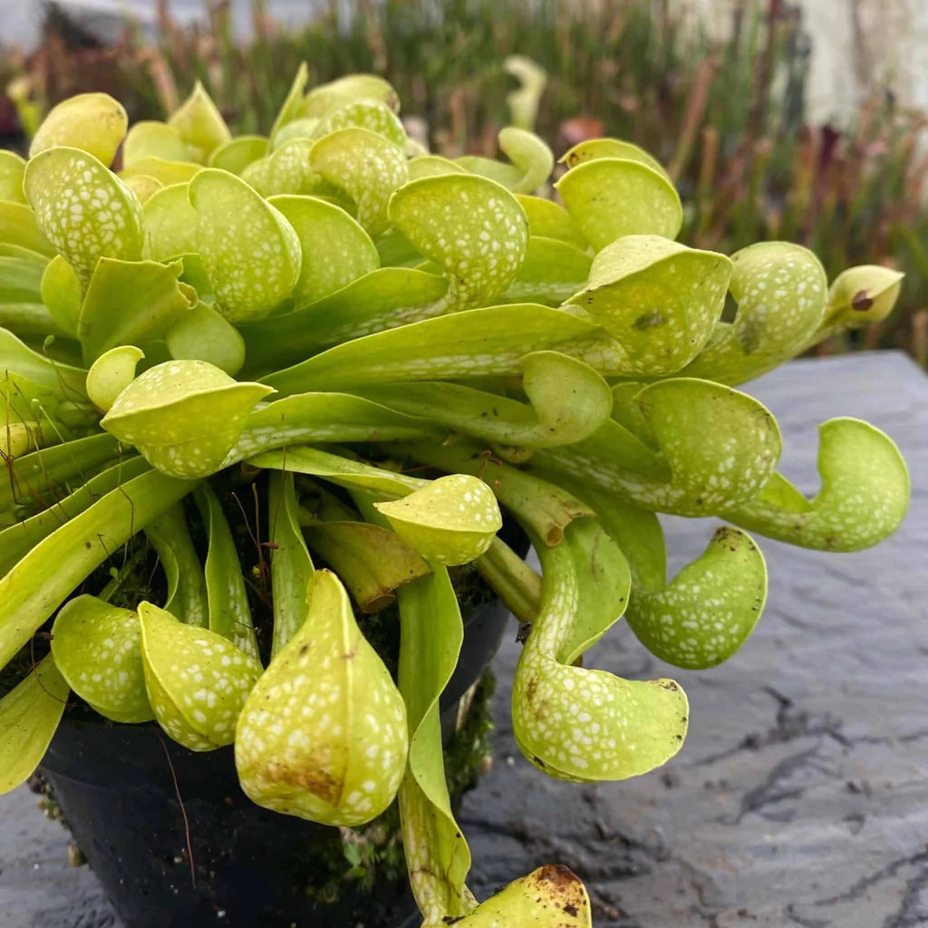 Sarracenia psittacina var. okefenokeensis f. viridescens, Sandy Creek Road 大森食虫植物農園