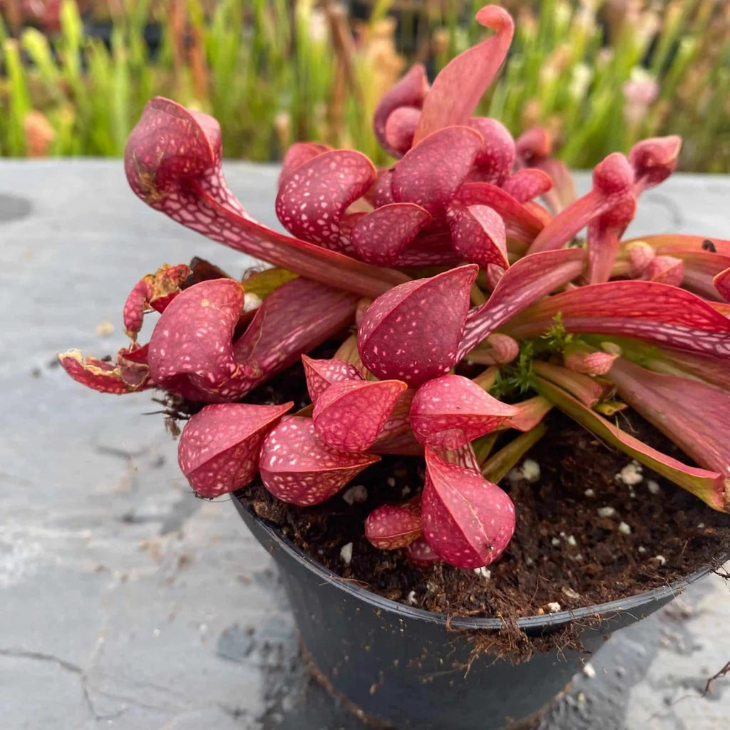 Sarracenia psittacina var. okefenokeensis, Yellow River, Santa Rosa Co. 大森食虫植物農園
