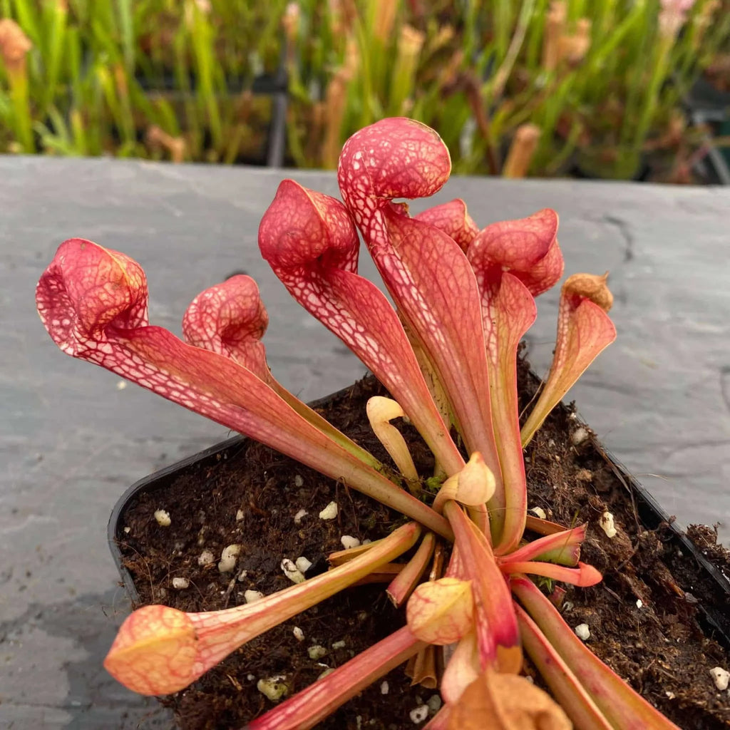Sarracenia psittacina var. okefenokeensis, Lee’s Botanical Garden #3 大森食虫植物農園