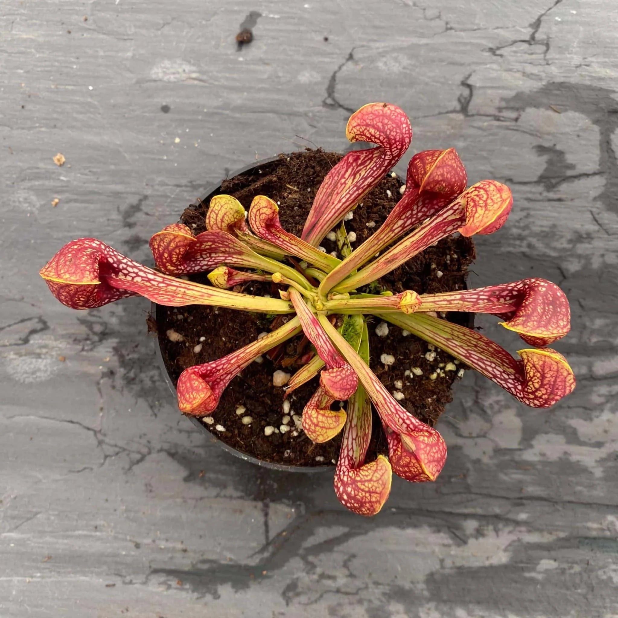 Sarracenia psittacina var. okefenokeensis, seedgrown plants from Lee’s Botanical Garden, 12cm 大森食虫植物農園