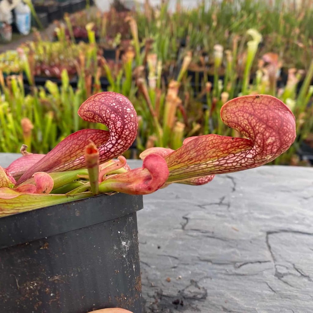 Sarracenia psittacina var. okefenokeensis „Red/White Massive Heads #15“, Citronelle, Alabama 大森食虫植物農園