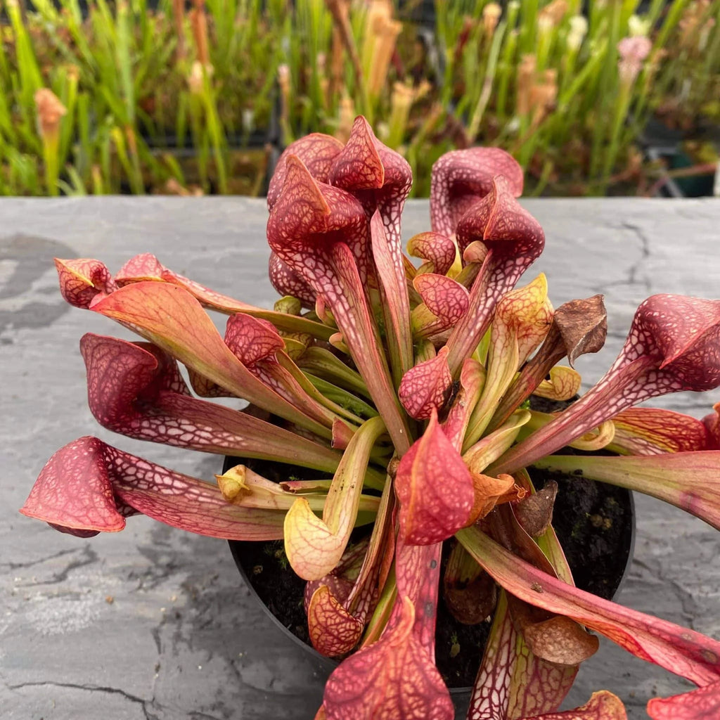 Sarracenia psittacina var. okefenokeensis, Lee’s Botanical Garden #1 大森食虫植物農園