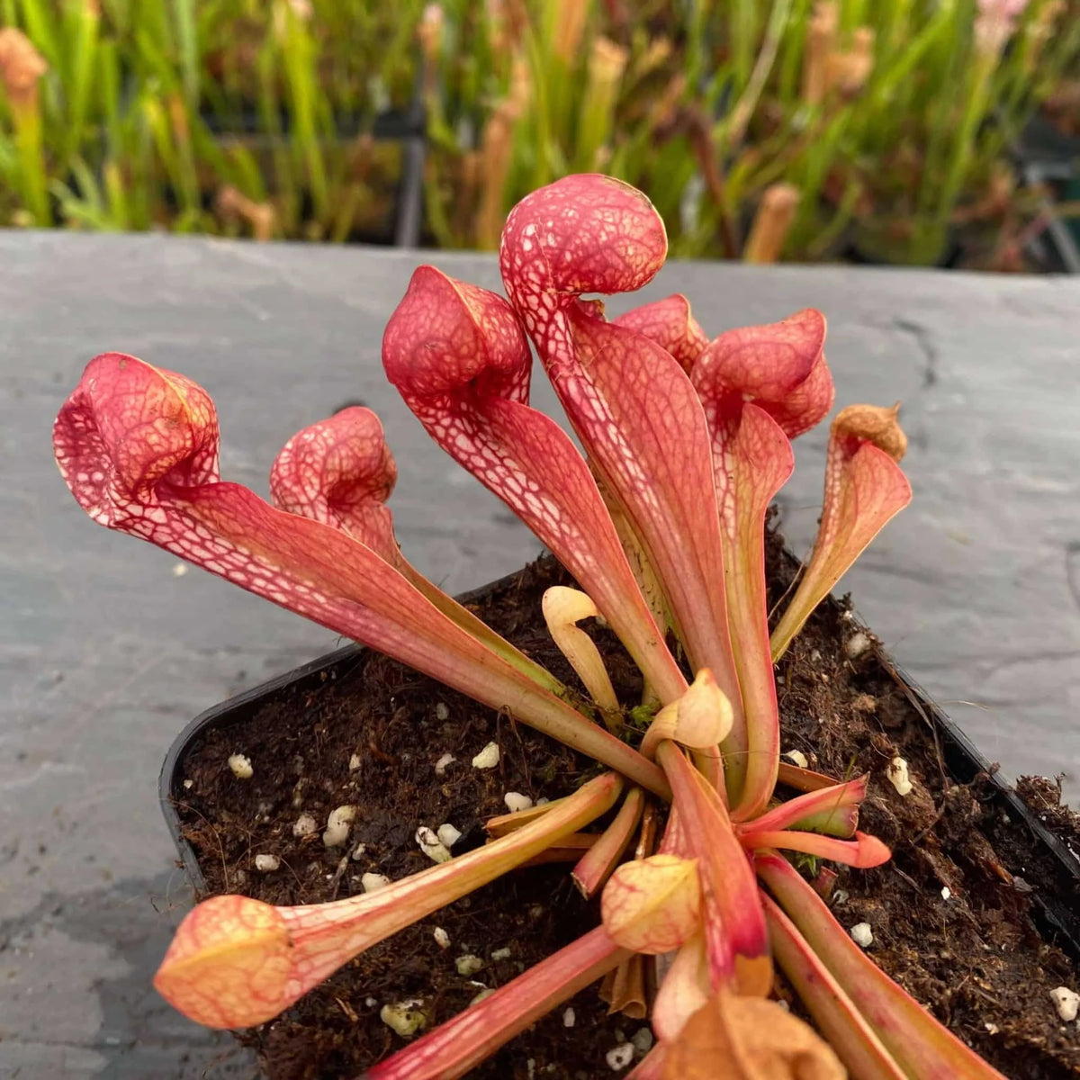 Sarracenia psittacina var. okefenokeensis, Lee’s Botanical Garden #3 大森食虫植物農園