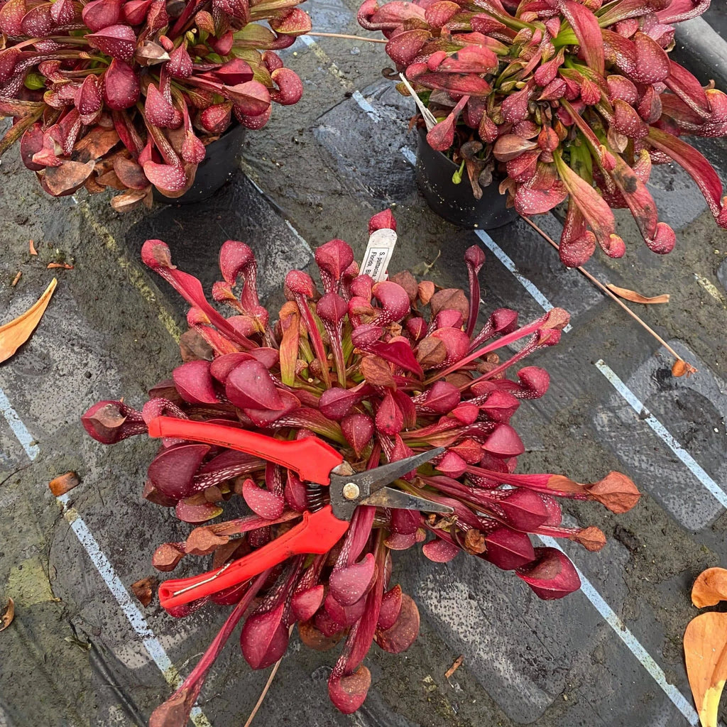 Sarracenia psittacina var. okefenokeensis, Liberty Co #13/1 own selectionﾠ 大森食虫植物農園