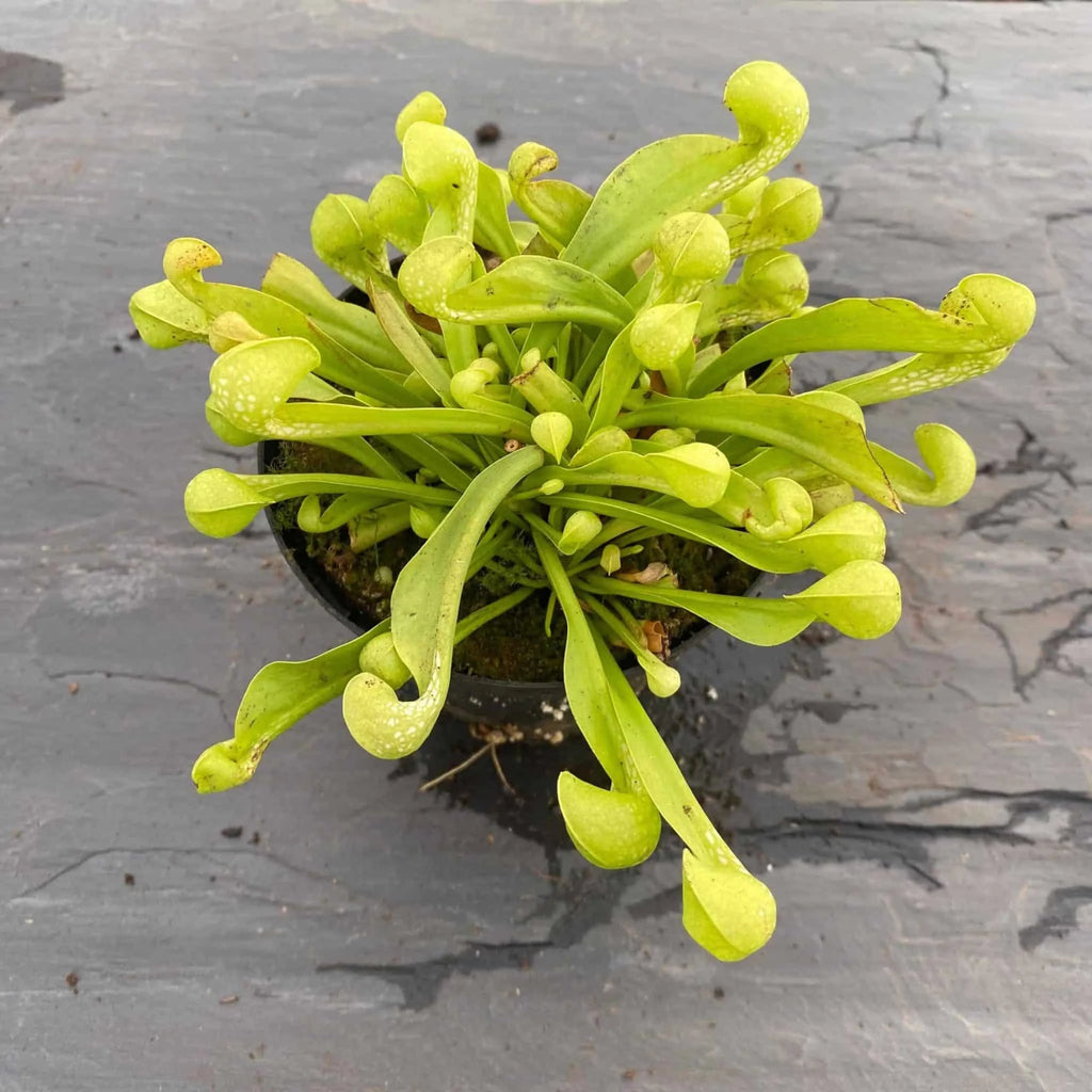 Sarracenia psittacina var. okefenokeensis f. viridescens, Sandy Creek Road 大森食虫植物農園