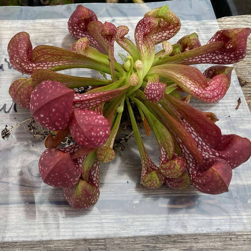 Sarracenia psittacina var. okefenokeensis „Red/White Massive Heads #15“, Citronelle, Alabama 大森食虫植物農園