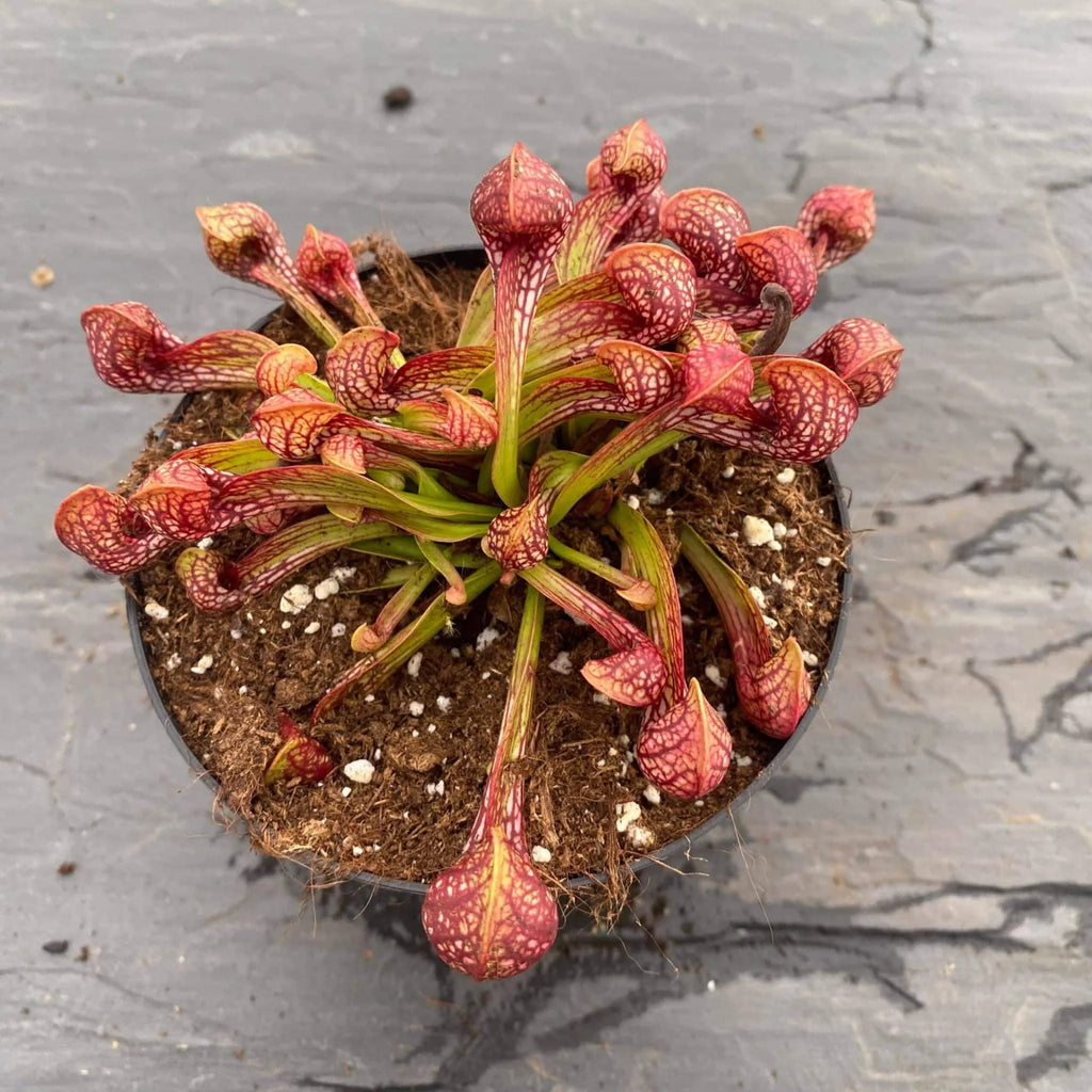 Sarracenia psittacina var. okefenokeensis, Yellow River, Santa Rosa Co. 大森食虫植物農園