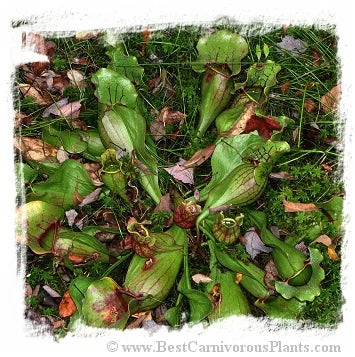 Sarracenia purpurea {Monroe Co., Pennsylvania, USA} [BCP ID# R-S5B, S207] (30粒の種子) 大森食虫植物農園