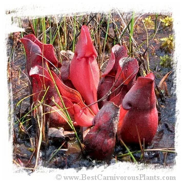 Sarracenia purpurea {Pine Barrens, Burlington Co., New Jersey, USA} [BCP ID# R-S5G, S208] (20粒の種子) 大森食虫植物農園