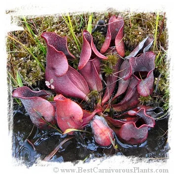 Sarracenia purpurea {Pine Barrens, Burlington Co., New Jersey, USA} [BCP ID# KP34, S279] (25粒の種子) 大森食虫植物農園