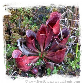 Sarracenia purpurea {Pine Barrens, Ocean Co., New Jersey, USA} [BCP ID# KP33, S278] (25粒の種子) 大森食虫植物農園