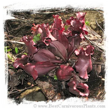 Sarracenia purpurea {mix of stunning types and forms} [BCP ID# S275] (15粒の種子) 大森食虫植物農園