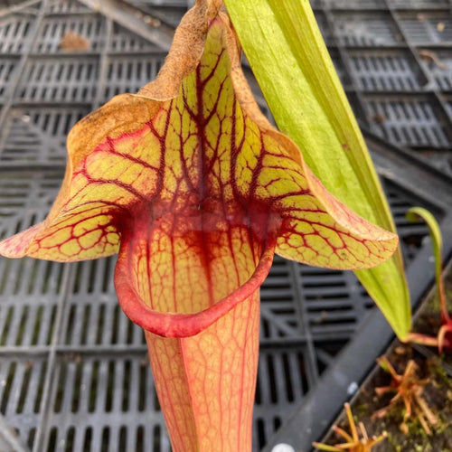 Sarracenia purpurea luteola AF x flava Goldie 大森食虫植物農園