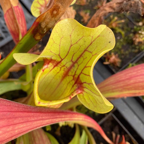 Sarracenia purpurea luteola AF x flava Goldie 大森食虫植物農園