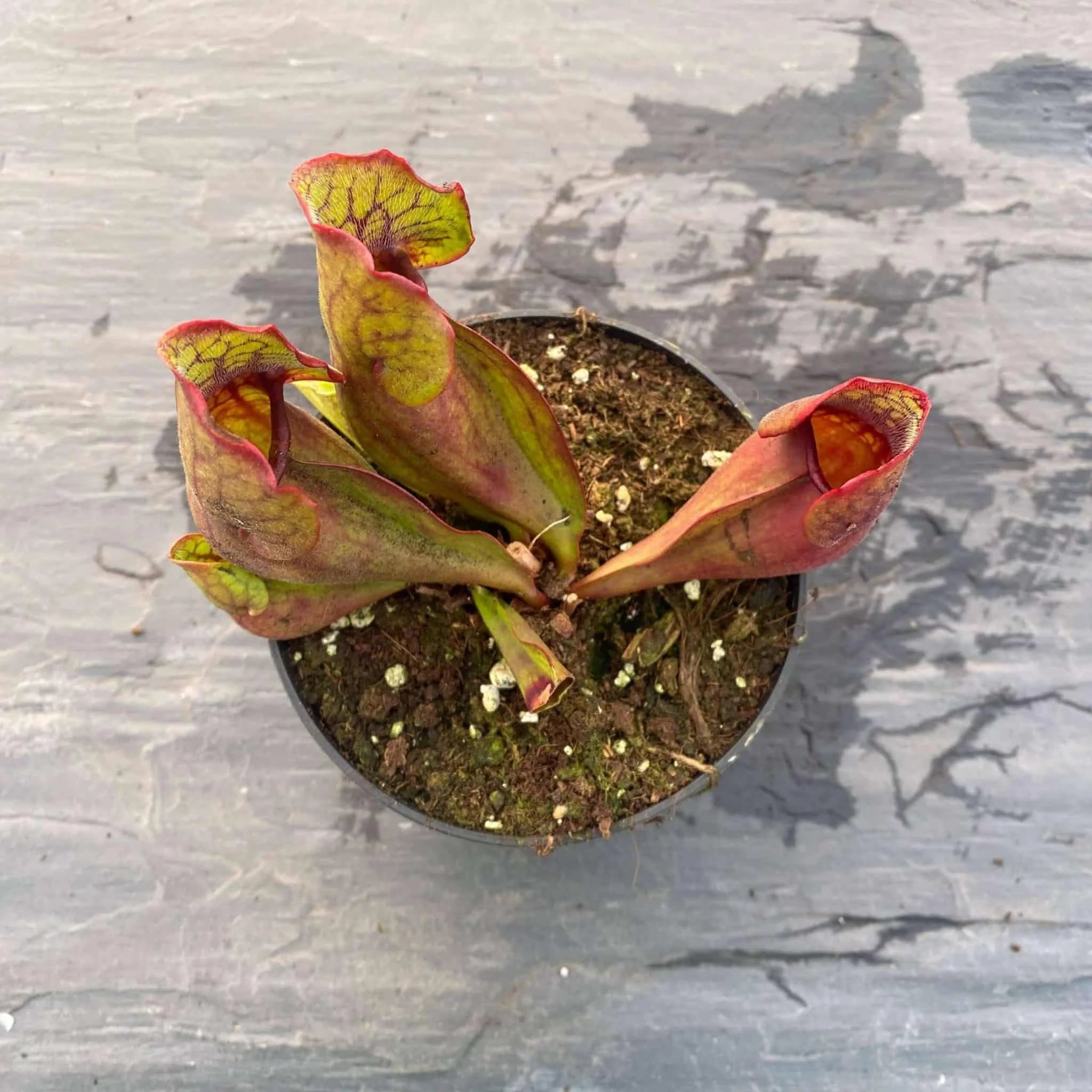 Sarracenia purpurea ssp. purpurea Moss Lake, Grey Co. 大森食虫植物農園