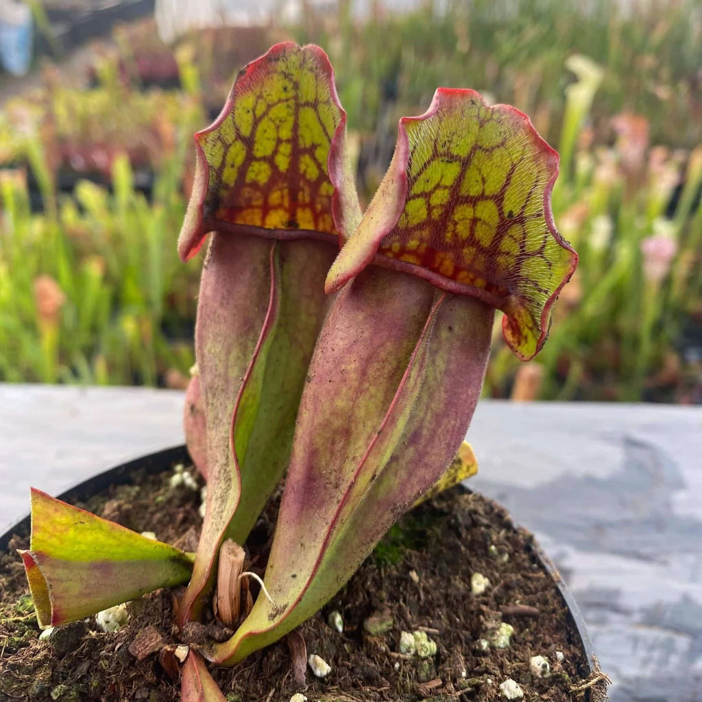 Sarracenia purpurea ssp. purpurea Moss Lake, Grey Co. 大森食虫植物農園