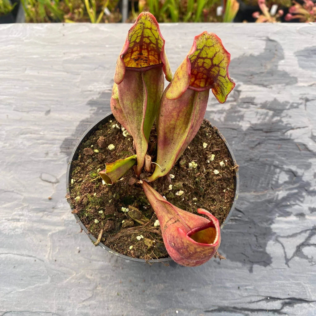 Sarracenia purpurea ssp. purpurea Moss Lake, Grey Co. 大森食虫植物農園
