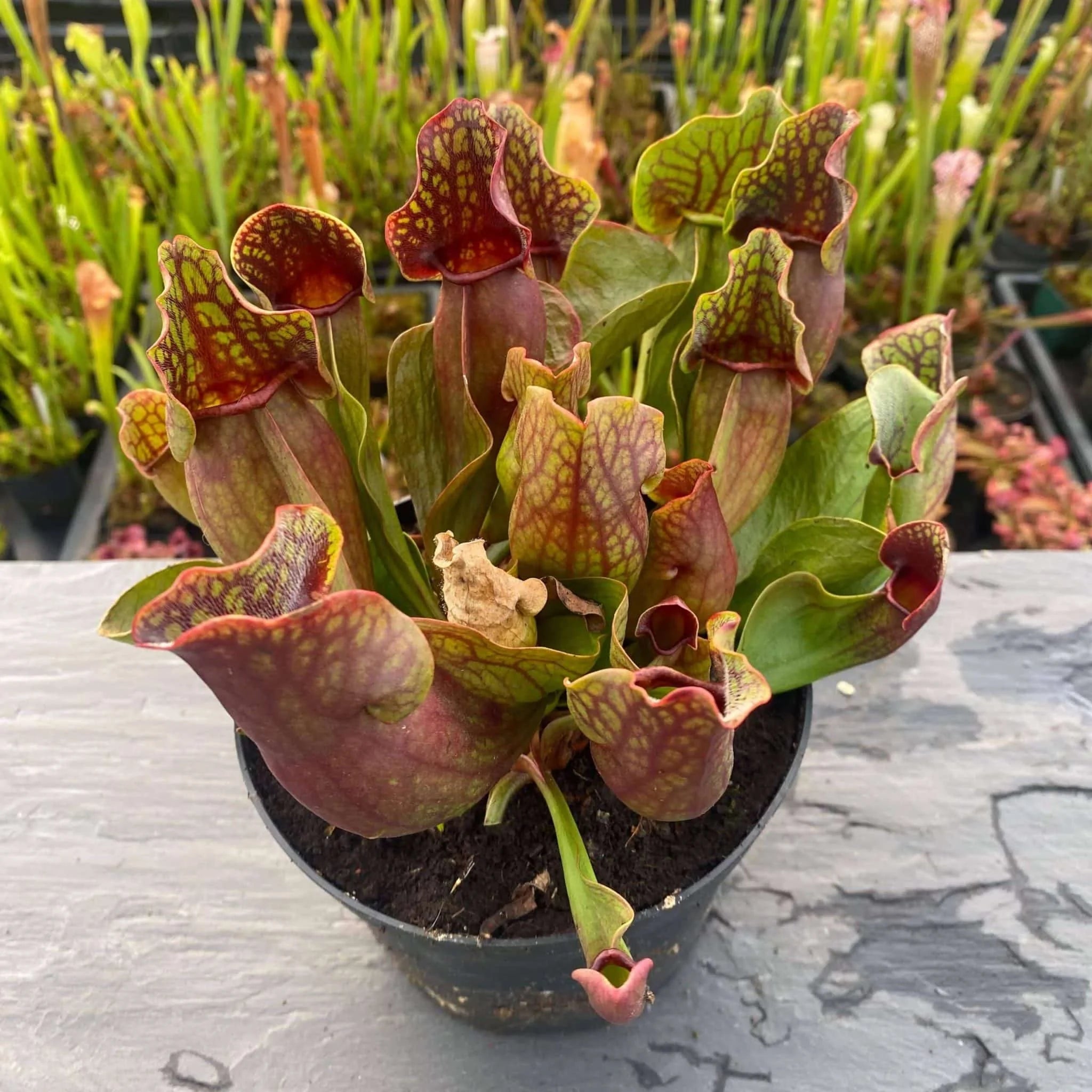 Sarracenia purpurea ssp. purpurea, 10-12 cm 大森食虫植物農園