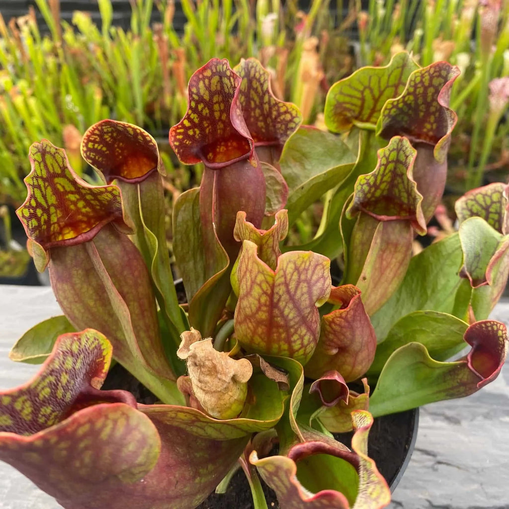 Sarracenia purpurea ssp. purpurea, 10-12 cm 大森食虫植物農園