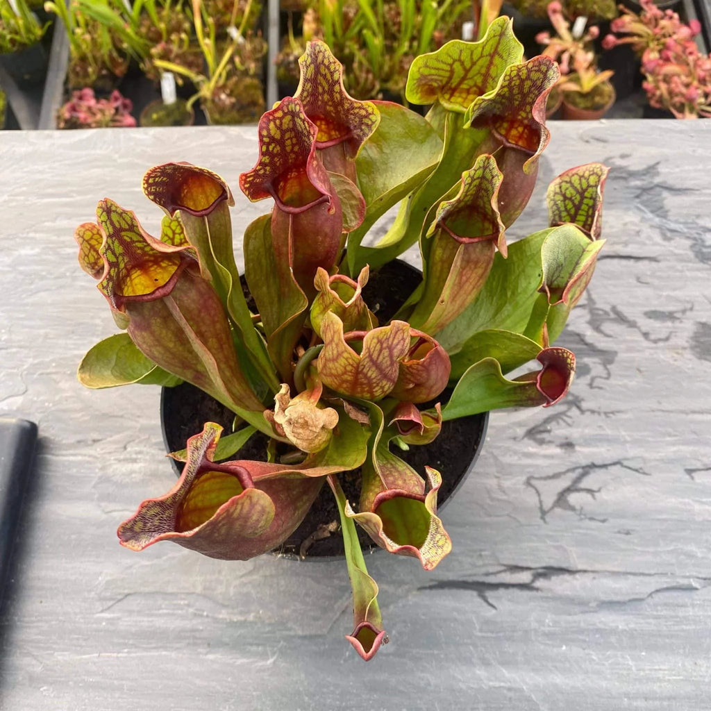 Sarracenia purpurea ssp. purpurea, 10-12 cm 大森食虫植物農園