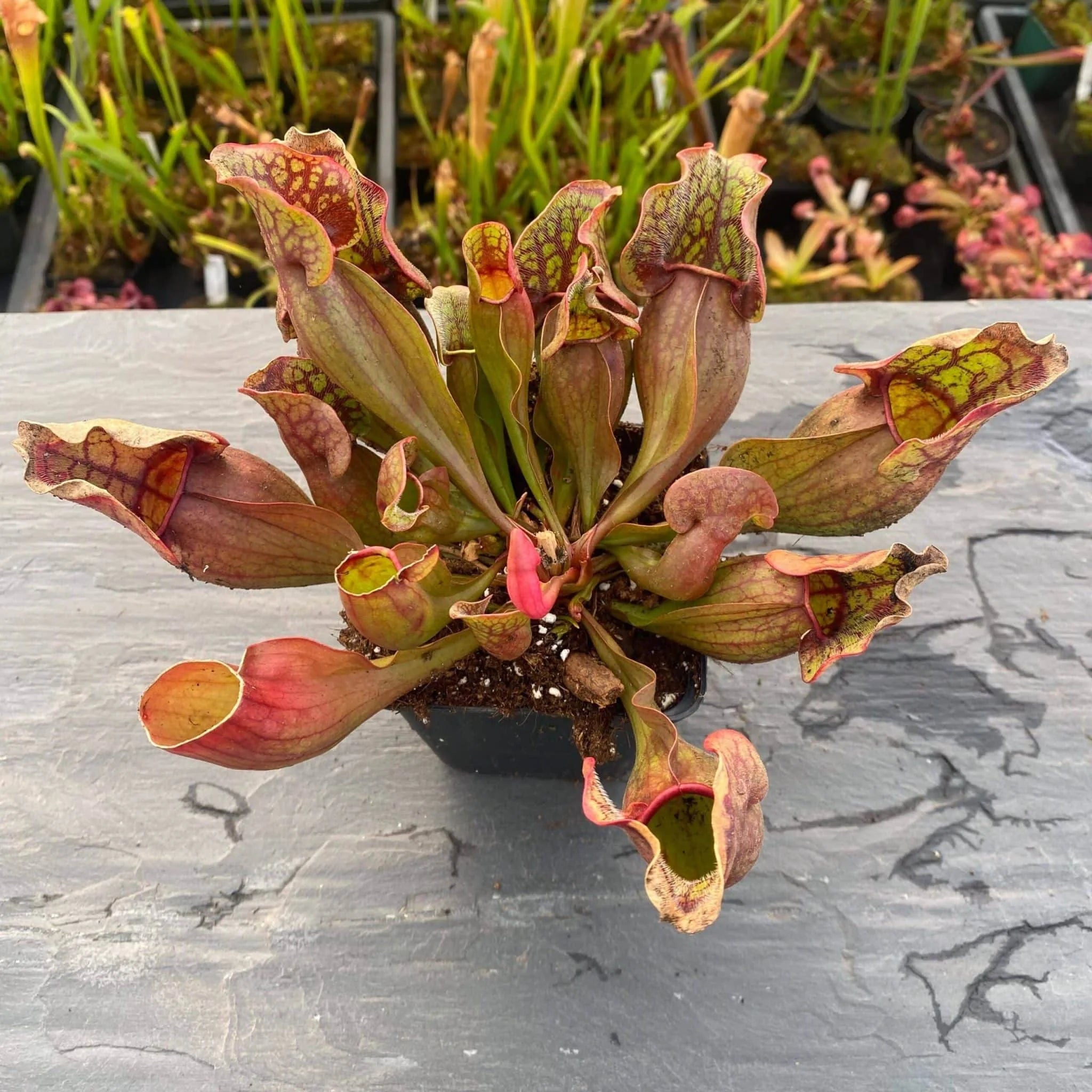 Sarracenia purpurea ssp. purpurea, 10-12 cm 大森食虫植物農園