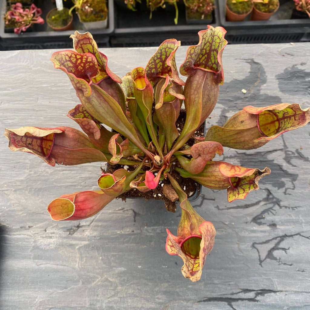Sarracenia purpurea ssp. purpurea, 10-12 cm 大森食虫植物農園