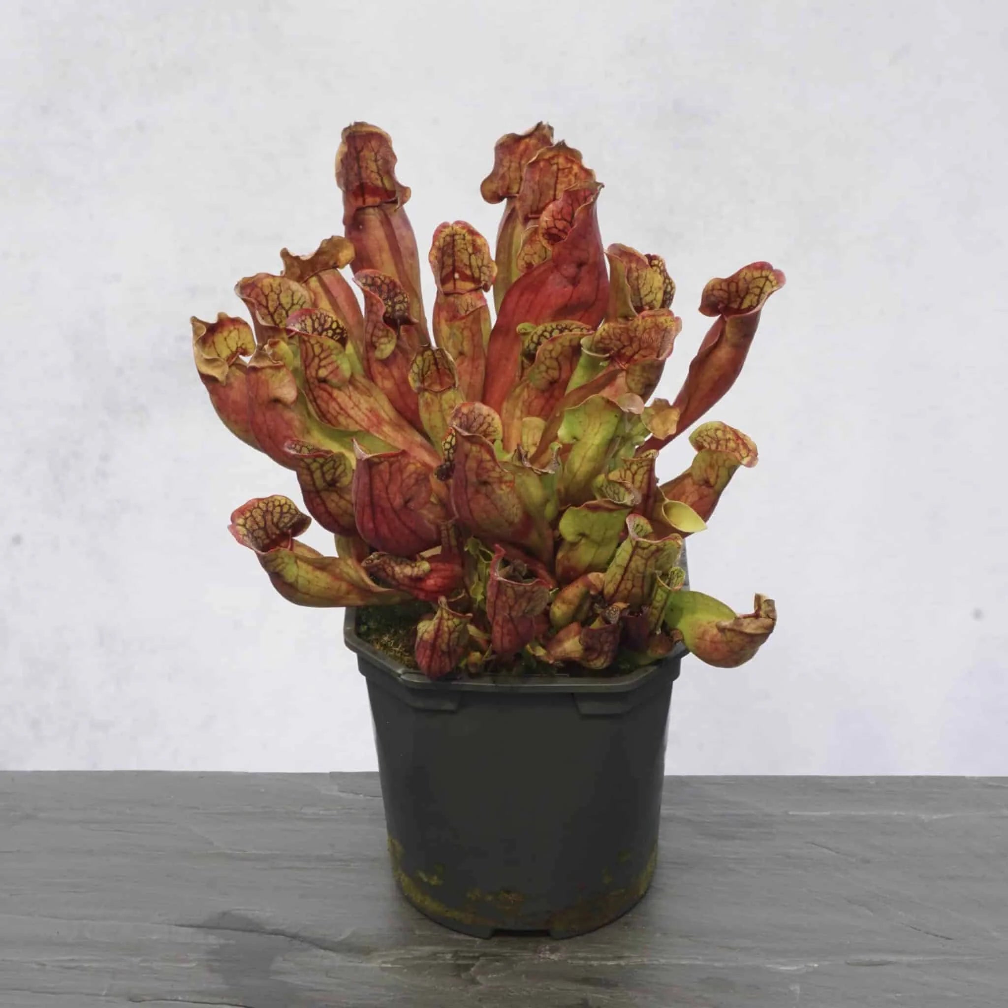 Sarracenia purpurea ssp. purpurea „Extremly dense form“ﾠ 大森食虫植物農園