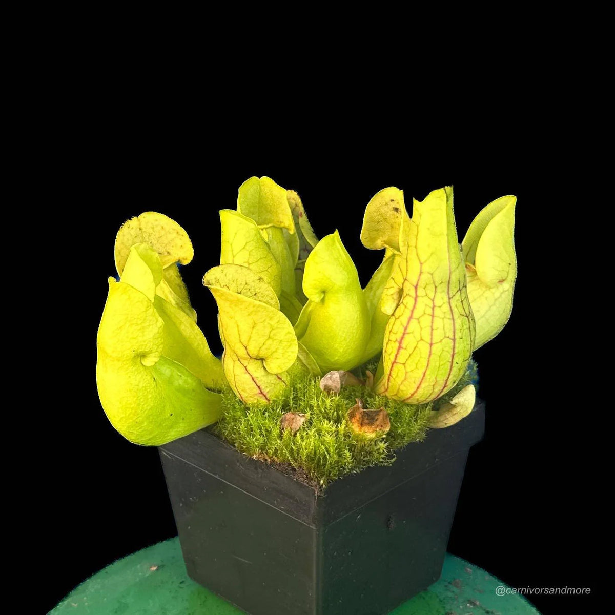 Sarracenia purpurea ssp. purpurea “Nearly Veinless Plant“, Moss Lake, Grey Co., 15-20 cm 大森食虫植物農園