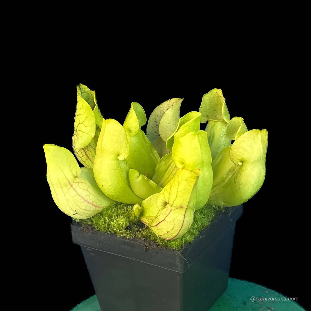 Sarracenia purpurea ssp. purpurea “Nearly Veinless Plant“, Moss Lake, Grey Co., 15-20 cm 大森食虫植物農園