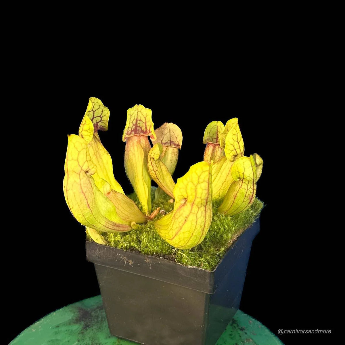 Sarracenia purpurea ssp. purpurea “Nearly Veinless Plant“, Moss Lake, Grey Co., 12-14 cm 大森食虫植物農園