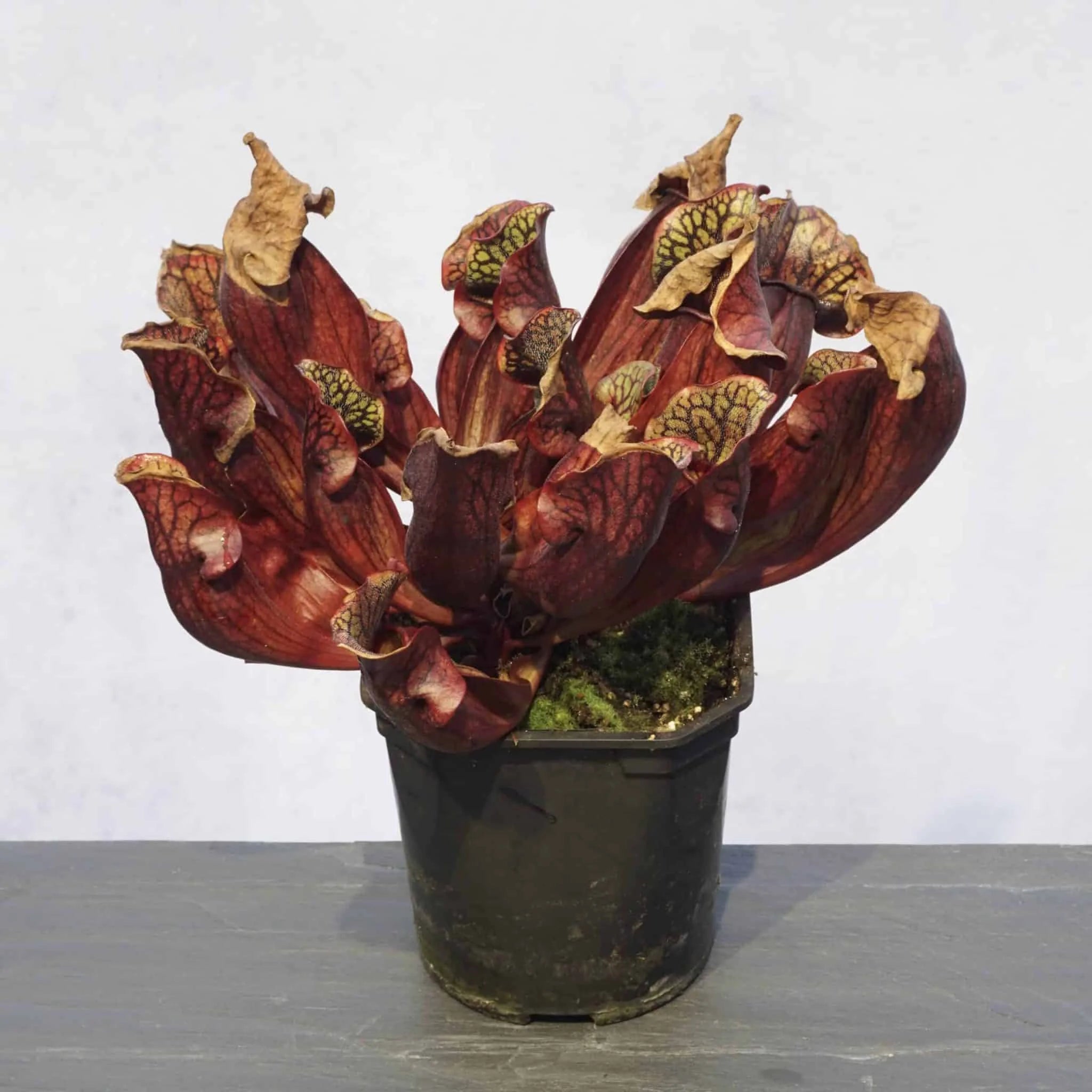 Sarracenia purpurea ssp. purpurea „Switzerland“, 15-20 cm 大森食虫植物農園