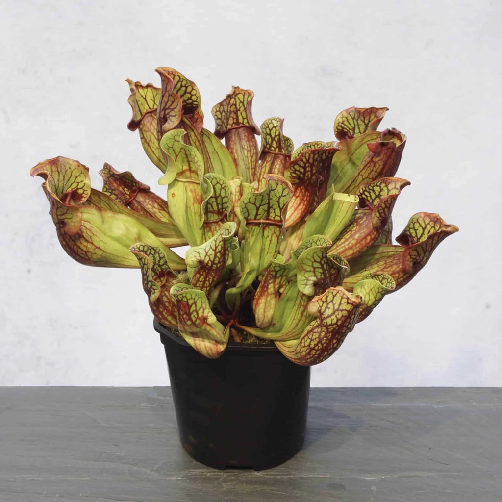 Sarracenia purpurea ssp. purpurea „Switzerland“, 15-20 cm 大森食虫植物農園