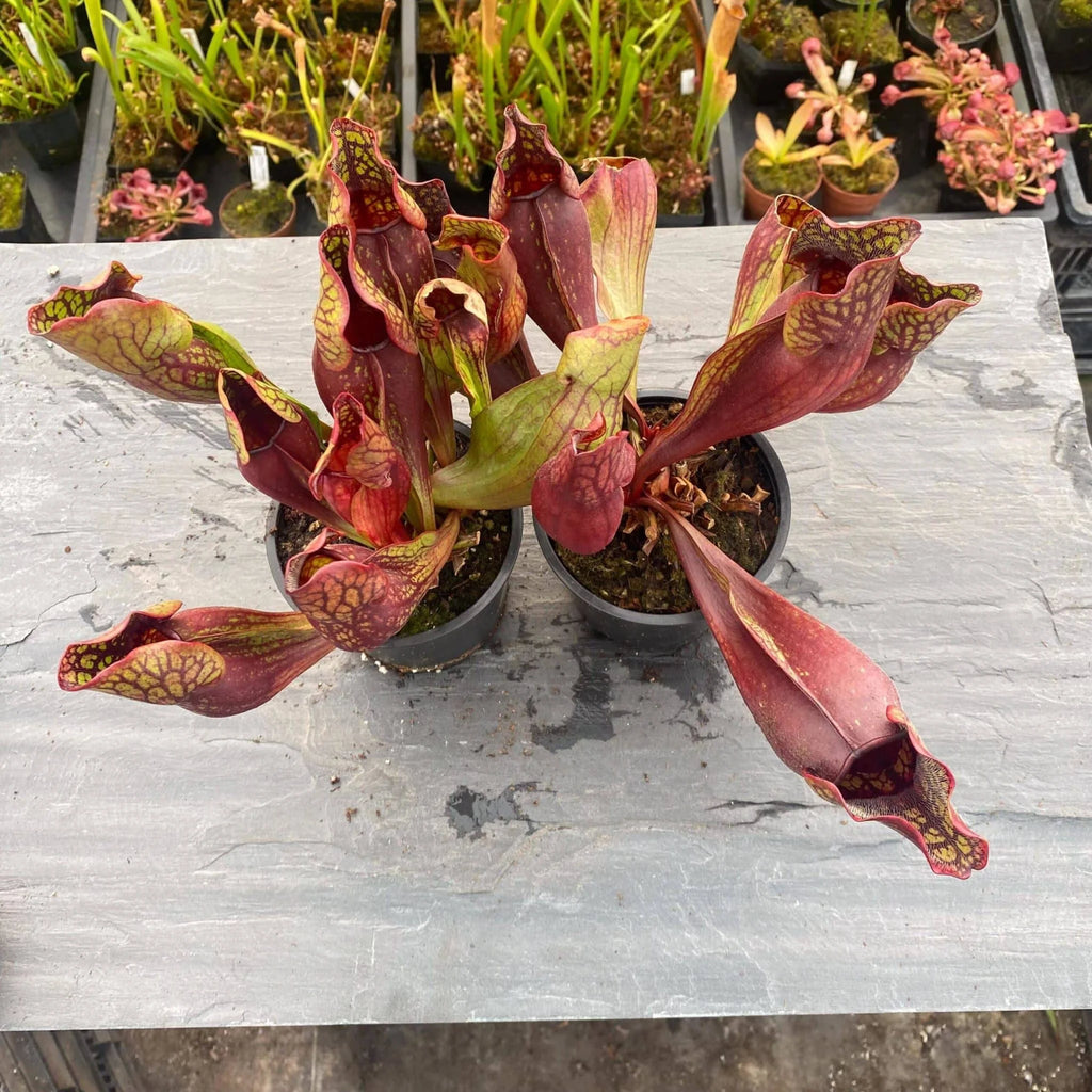 Sarracenia purpurea ssp. purpurea „Switzerland“, 15-20 cm 大森食虫植物農園