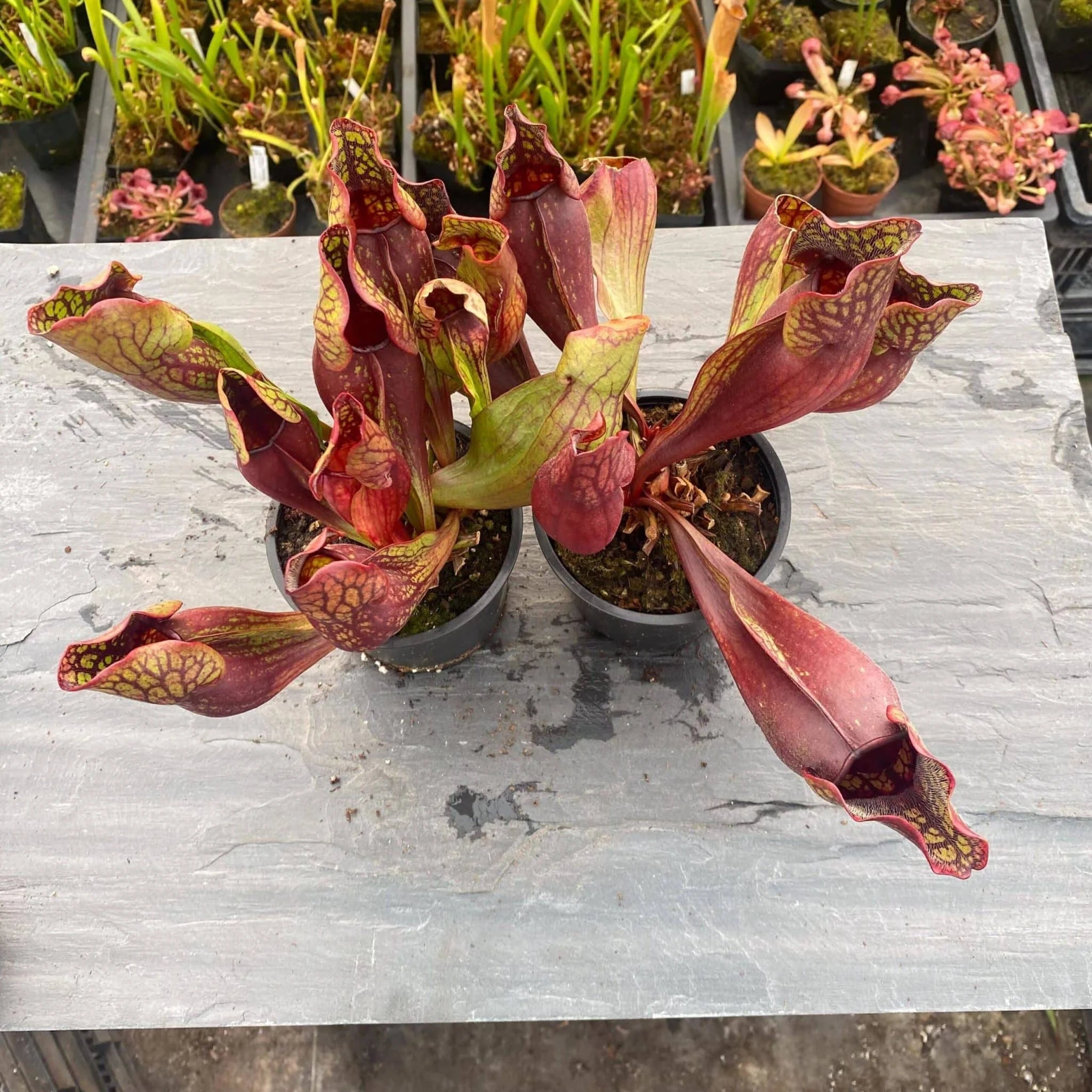 Sarracenia purpurea ssp. purpurea „Switzerland“, 15-20 cm 大森食虫植物農園